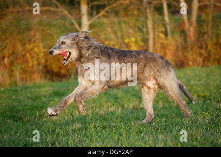 Irischer Wolfshund quer über eine Wiese Stockfoto