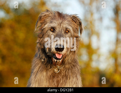 Irischer Wolfshund, portrait Stockfoto