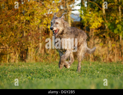Irischer Wolfshund quer über eine Wiese Stockfoto