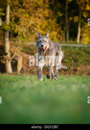 Irischer Wolfshund quer über eine Wiese Stockfoto