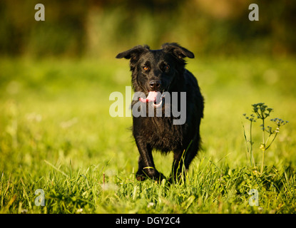 Mischlingshund quer über eine Wiese Stockfoto