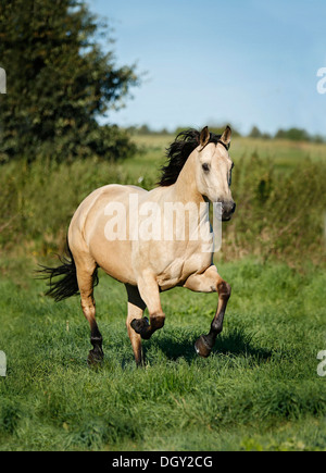 Quartal Pferd, Hirsch-Wallach, im Galopp über eine Wiese Stockfoto