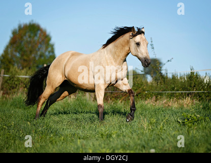 Quartal Pferd, Hirsch-Wallach, im Galopp über eine Wiese Stockfoto