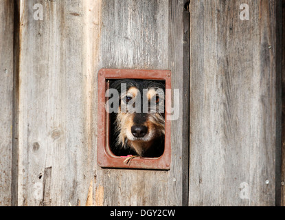 Mischling Hund Blick durch die Katzenklappe einer Scheune, Crailsheim, Hohenlohe, Baden-Württemberg, Deutschland Stockfoto