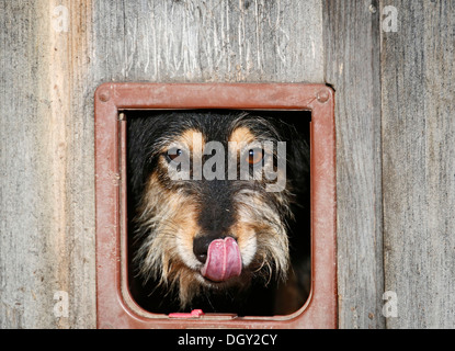 Mischling Hund Blick durch die Katzenklappe einer Scheune, leckt seine Nase, Crailsheim, Hohenlohe, Baden-Württemberg, Deutschland Stockfoto