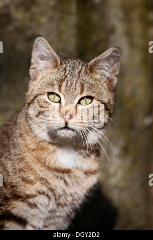 Porträt von Braun-Tabby Katze, Satteldorf, Hohenlohe, Baden-Württemberg, Deutschland Stockfoto