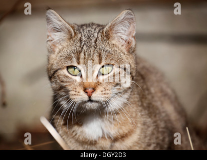 Porträt von Braun-Tabby Katze, Satteldorf, Hohenlohe, Baden-Württemberg, Deutschland Stockfoto