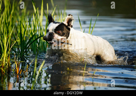 Französische Bulldogge holen einen Stock aus einem Teich, Satteldorf, Hohenlohe, Baden-Württemberg, Deutschland Stockfoto
