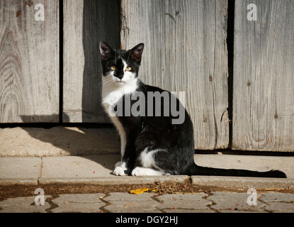 Schwarz / weiß getupft Katze sitzend vor der Scheune in der Sonne, Crailsheim, Hohenlohe, Baden-Württemberg, Deutschland Stockfoto