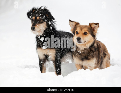 Zwei Mischling Hunde stehen nebeneinander im Schnee, Alarm, Crailsheim, Hohenlohe, Baden-Württemberg, Deutschland Stockfoto