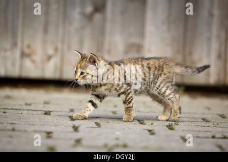 Brown-Tabby Kitten auf Fuß vor ein Scheunentor, Satteldorf, Hohelohe, Baden-Württemberg, Deutschland Stockfoto