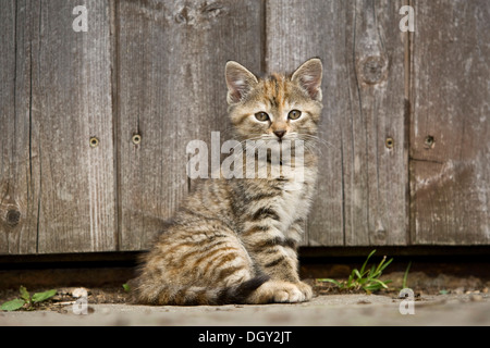 Brown-Tabby Kitten sitzen vor Scheunentor, Satteldorf, Hohelohe, Baden-Württemberg, Deutschland Stockfoto