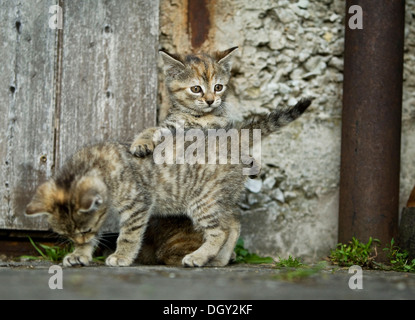 Zwei Braun-Tabby Kätzchen, Bauernhof Katzen spielen vor ein Scheunentor Satteldorf, Hohelohe, Baden-Württemberg, Deutschland Stockfoto