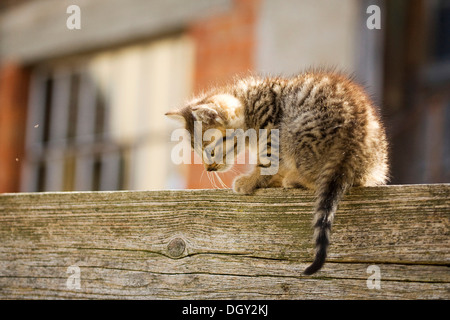 Brown-Tabby Kitten, Bauernhof Katze sitzt auf einer Holzwand vor einer Scheune, Satteldorf, Hohelohe, Baden-Württemberg, Deutschland Stockfoto