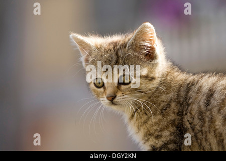 Brown-Tabby Kitten, Porträt, Satteldorf, Hohelohe, Baden-Württemberg, Deutschland Stockfoto