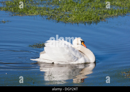 Höckerschwan auf See Stockfoto