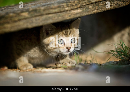 Braun Tabby Kitten spähen aus unter einem Brett, Satteldorf, Hohenlohe, Baden-Württemberg, Deutschland Stockfoto