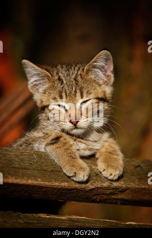 Braun Tabby Kitten, stützte sich auf Holzlatten, Satteldorf, Hohenlohe, Baden-Württemberg, Deutschland Stockfoto