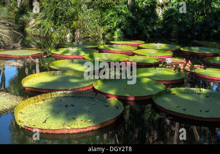 Victoria-Seerosen bei Bok Tower Gardens, Lake Wales, Zentral-Florida, USA Stockfoto