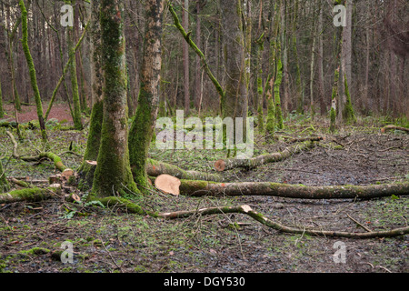 Asche Kranke Äste im Wald gefällt Stockfoto