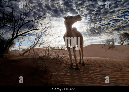 Dromedar Kamel Silhouette teilweise von einem Tamarisk Baum in der Wüste mit einem gesprenkelten Dawn Himmel hinter Essen Stockfoto