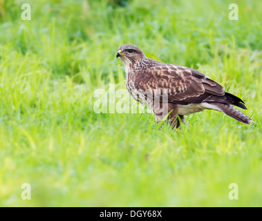 Wilde Mäusebussard Buteo Buteo am Boden Fütterung Stockfoto