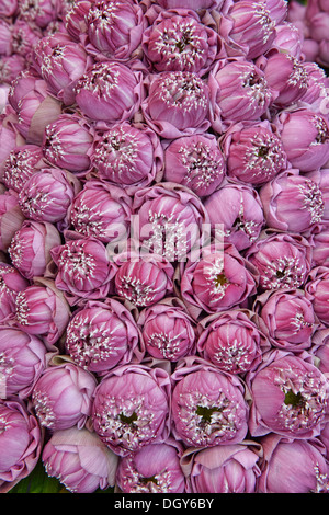 Lotusblumen zum Verkauf am Psar Thmei Markt, Phnom Penh, Kambodscha Stockfoto