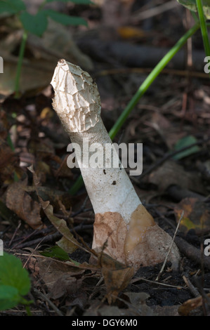 Phallus Impudicus (gemeinsame Stinkmorchel) Pilz im Herbstlaub Stockfoto