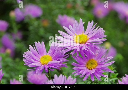 Aster Novi Belgii 05 Stockfoto