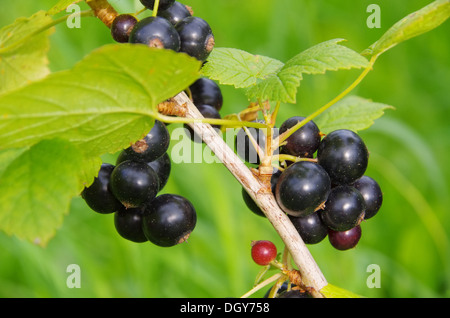 Johannisbeere Schwarz - schwarze Johannisbeere 01 Stockfoto