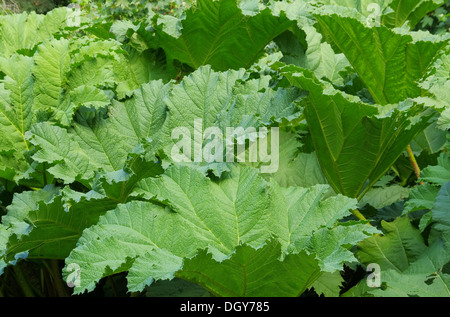 Mammutblatt - Riesen Rhabarber 03 Stockfoto
