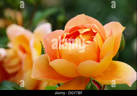 Rose Pat Austin 01 Stockfoto