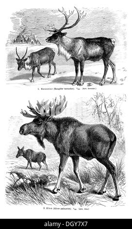 Diagramm, Deer II, Abbildung aus Meyers Konversations-Lexikon Enzyklopädie, 1897 anzeigen Stockfoto