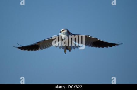 Black-winged Kite (elanus caeruleus), Krüger Nationalpark, Südafrika, Afrika Stockfoto