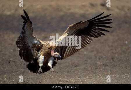Weiß-backed Vulture (Tylose in Africanus), im Flug, mkuze game reserve Kwazulu - Natal, Südafrika, Afrika Stockfoto