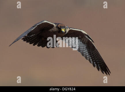 Lanner Falcon (Falco Biarmicus), im Flug, Riesen Schloss Nature Reserve, Drakensberg, Südafrika, Afrika Stockfoto