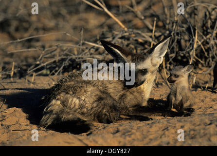 Bat-eared Fox (otocyon Megalotis), weiblichen Erwachsenen und Cub, Kgalagadi Transfrontier Park, Kalahari, Südafrika, Afrika Stockfoto