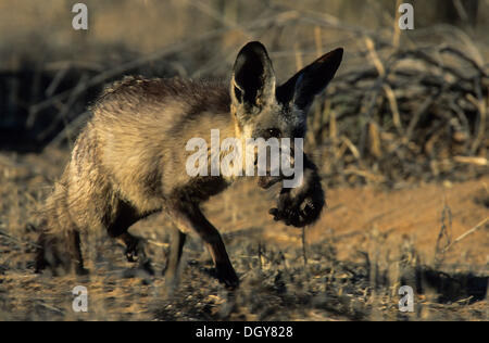 Bat-eared Fox (otocyon Megalotis), weiblichen Erwachsenen pup, kgalgadi Transfrontier Park, Kalahari, Südafrika, Afrika Stockfoto