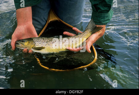 Fliegenfischen auf Forellen, wild Bachforelle (Salmo trutta), mooi River, Kwazulu - Natal, Südafrika Stockfoto