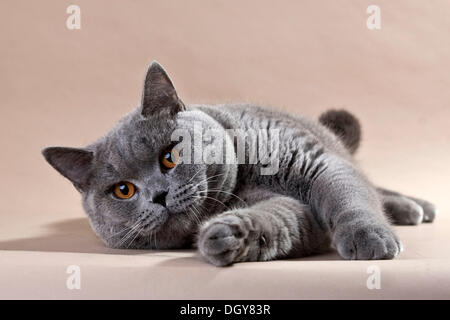 Blaue Britisch Kurzhaar Katze auf dem Boden liegend Stockfoto