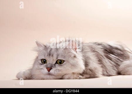 Silber-schattiert britische Langhaarkatze auf dem Boden liegend Stockfoto