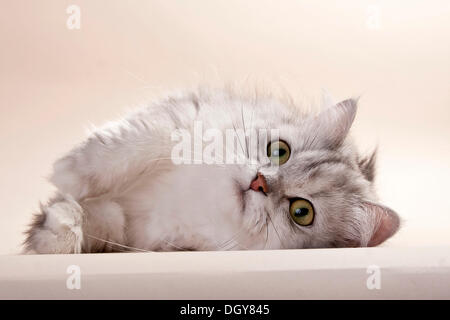 Silber-schattiert britische Langhaarkatze liegend Stockfoto