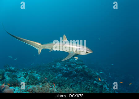 Gemeinsamen Drescherhai (Alopias Vulpinus) schwimmen über ein Korallenriff, Big Brother Island, Ägypten Stockfoto