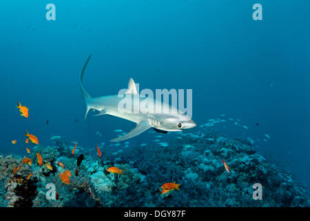 Gemeinsamen Drescherhai (Alopias Vulpinus) schwimmen über ein Korallenriff, Big Brother Island, Ägypten Stockfoto