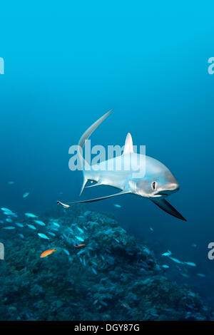 Gemeinsamen Drescherhai (Alopias Vulpinus) schwimmen über ein Korallenriff, Big Brother Island, Ägypten Stockfoto