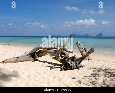 Treibholz der verdorrten Baum-Stämme auf den Strand von Ko Hai Insel, Ko Ngai, Andamanensee, Provinz Satun, Süd-Thailand Stockfoto