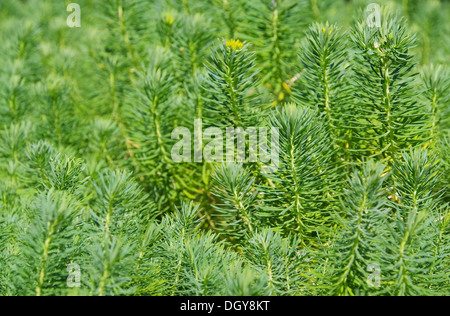 Zypressen-Wolfsmilch - Cypress Spurge 01 Stockfoto