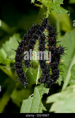 Raupen (Larven) von Tagpfauenauge, Inachis Io, auf Brennnessel. Stockfoto