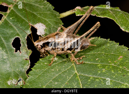 Männliche dunkle Bush-Cricket, Pholidoptera Griseoaptera, in der Sonne aalen. Stockfoto