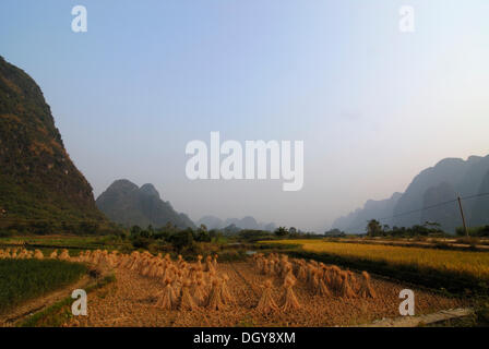 Felder für die Reisernte in der felsigen Karstlandschaft in der Nähe von Guilin, Yangshuo, Guanxi, China, Asien Stockfoto